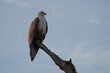 White bellied sea eagle on the branch