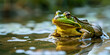 Edible Frogs hibernate between September and October on land and less frequently under water,A frog with a tail in water.
