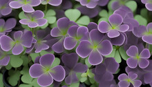 Closeup Of Purple Shamrocks Plant Background