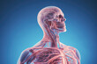Human skeleton anatomy, x-ray view, on blue background.