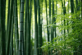 Fototapeta Dziecięca - Bamboo forest with sunlight in the morning. Natural green background