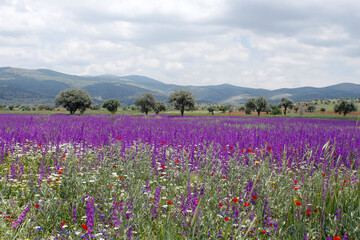 Poster - Purple flowers blooming in spring