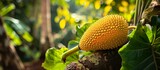 Fototapeta  - Captivating Image of a Vibrant Young Jackfruit in a Lush Garden - Young Jackfruit Thriving in the Blissful Garden Environment