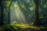 Fototapeta Las - The sun shines through the tall trees in the lush green forest