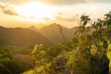 Wall Mural - Rich natural flora plants on hill in golden sunlight and mountain tips in background in Panama wilderness