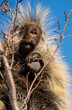 Porcupine Close Up