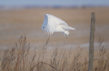 Sticker - Snowy Owl Winter