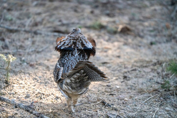 Sticker - Ruffed Grouse Saskatchewan