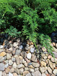 Vertical photo detail from a garden, Siberian Cypress, Monrovia Plant and lot of small pebbles on a ground