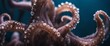 © vanAmsen - Fresh Octopus Tentacles, a display of octopus tentacles with their unique texture