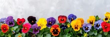 Colorful Pansy Flowers