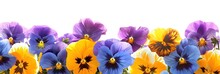 Colorful Floral Bouquet Of Pansy Flowers With Copy Space
