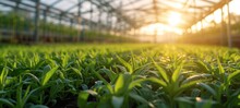 Rows Of Crop Seedlings In A Greenhouse. Agricultural Plants Grow In Ideal Conditions And Protected From Extreme Weather Conditions. Smart Farming, Innovative Organic Agriculture.