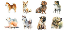 Dogs Of Different Breeds On A White Background