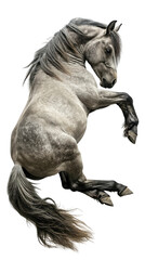 Wall Mural - Lying horse isolated on white or transparent background, png clipart, design element. Easy to place on any other background.