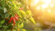 Vibrant ripe red peppers on a stem and sunny fresh green leaves. Outdoor nature background