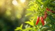 Vibrant ripe red peppers on a stem and sunny fresh green leaves. Outdoor nature background