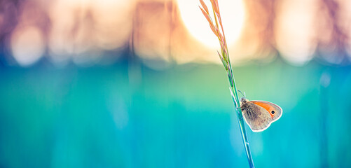 Wall Mural - Beauty in nature. Tranquil closeup of butterfly, soft morning sunlight pastel colors. Peaceful bright blue green blur lush foliage. Sunset abstract macro spring nature amazing artistic natural flora