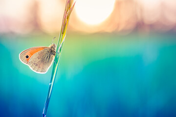 Wall Mural - Beauty in nature. Tranquil closeup of butterfly, soft morning sunlight pastel colors. Peaceful bright blue green blur lush foliage. Sunset abstract macro spring nature amazing artistic natural flora