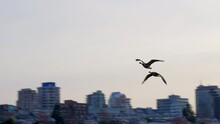 Establishing Shot Of A Couple Of Flying Adult Canada Goose. Urban Background. Wildlife Care Concept. Daytime. Still Camera View. RroRes 422 HQ.
