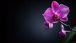 Purple orchid close-up, with a soft-focused dark background