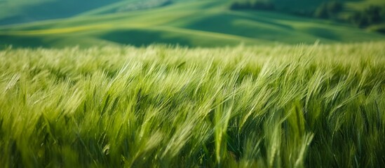 Canvas Print - Vibrant Green Wheat Field: A Captivating View of an Abundant Green Wheat Field Embraced by Nature's Lush Greenery