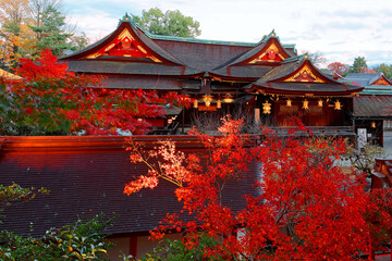 Wall Mural - Beautiful autumn scenery of maple trees by majestic traditional Japanese architectures in Kitano Tenmangu, a famous Shinto Shrine (Jinja) in Kyoto, Japan, with fiery foliage lighted up before dusk