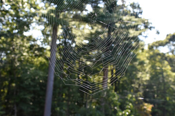 Beautiful Woven Spider Web in the Outdoors