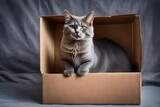 Fototapeta Uliczki - cat in box
