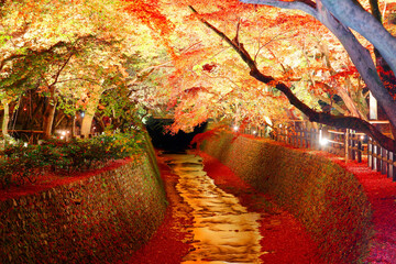 Wall Mural - Night scene of illuminated maple trees with fiery foliage reflected in the water of a stream & fallen leaves covering the ground in a Japanese Garden in Kitano Tenmangu Shrine (Temple) in Kyoto, Japan