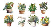 Home flowers in pots: ficus, phalaenopsis, anthurium, cacti, colanchoe