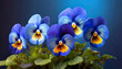 Bratki niebieskie wiosenne kwiaty