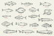 Set outline sketch fish. Catfish, sturgeon, wolffish, carp, sea perch, trout, halibut, pike, hake, tuna, anchovy, eel, dorado, flounder, herring, silver carp, mackerel, cod. Vector illustration.
