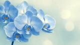 Fototapeta Storczyk - Piękne niebieskie kwiaty falenopsis, niebieski storczyk, pastelowe tło kwiatowe