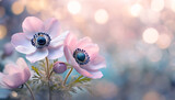Fototapeta  - Wiosenne kwiaty pastelowe różowe zawilce, puste miejsce na tekst