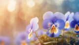 Fototapeta Kwiaty - Piękne kwiaty bratki, wiosenne tło kwiatowe, puste miejsce