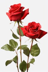 Wall Mural - Two red roses with green leaves in a vase. Ideal for romantic occasions and floral arrangements