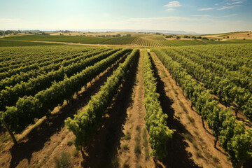  Green field with rows of vines for harvesting. Ripe grapes for the production of fine wines.