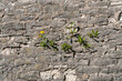 Pskov, Russia, September 6, 2024. Yellow dandelions on the wall of an old fortress.