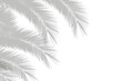 Realistic coconut palm leaf shadow isolated on transparent background
