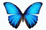 Fototapeta Motyle - A blue butterfly with black wings on a white background. Perfect for nature-inspired designs