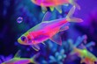 Vibrant neon-colored tropical fish swimming gracefully in a blue-hued aquarium environment, showcasing nature's underwater beauty.