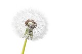 Fototapeta  - Dandelion flower, isolated, white background