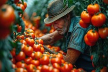 A Vegan Farmer Donning A Sun Hat Carefully Handpicks Ripe Cherry Tomatoes From His Bountiful Bush, Surrounded By The Natural Beauty Of His Local Food Market