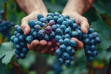 A Person's Hand Delicately Plucks A Cluster Of Seedless Grapes From A Vineyard, Revealing The Vibrant Colors Of Nature's Superfood, Surrounded By Lush Grape Leaves And The Promise Of Delicious, Natur