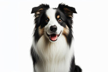 Full Body Photo Of A Border Collie Dog Isolated On Solid White Background. Ai Generative