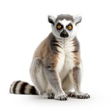 Fototapeta Zwierzęta - Photo of lemur isolated on white background