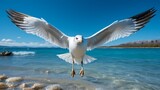 Fototapeta Sport - A close-up of a seagull soaring above the cobalt blue ocean, against a clear blue sky