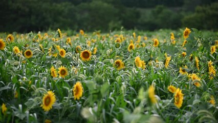 Wall Mural - field of sunflowers - maryland