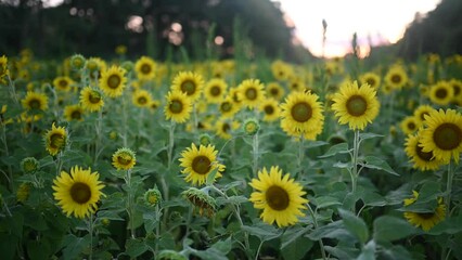 Wall Mural - field of sunflowers - maryland